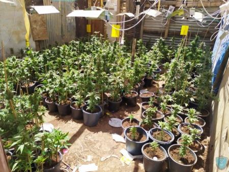 الشرطة الفلسطينية تضبط مشتلاً للمخدرات في يطا